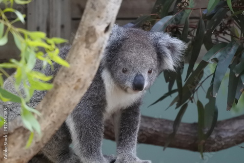 Fototapeta Naklejka Na Ścianę i Meble -  Baby Koala