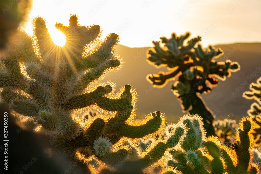 Cholla Cactus Garden Sunset in Joshua Tree National Park