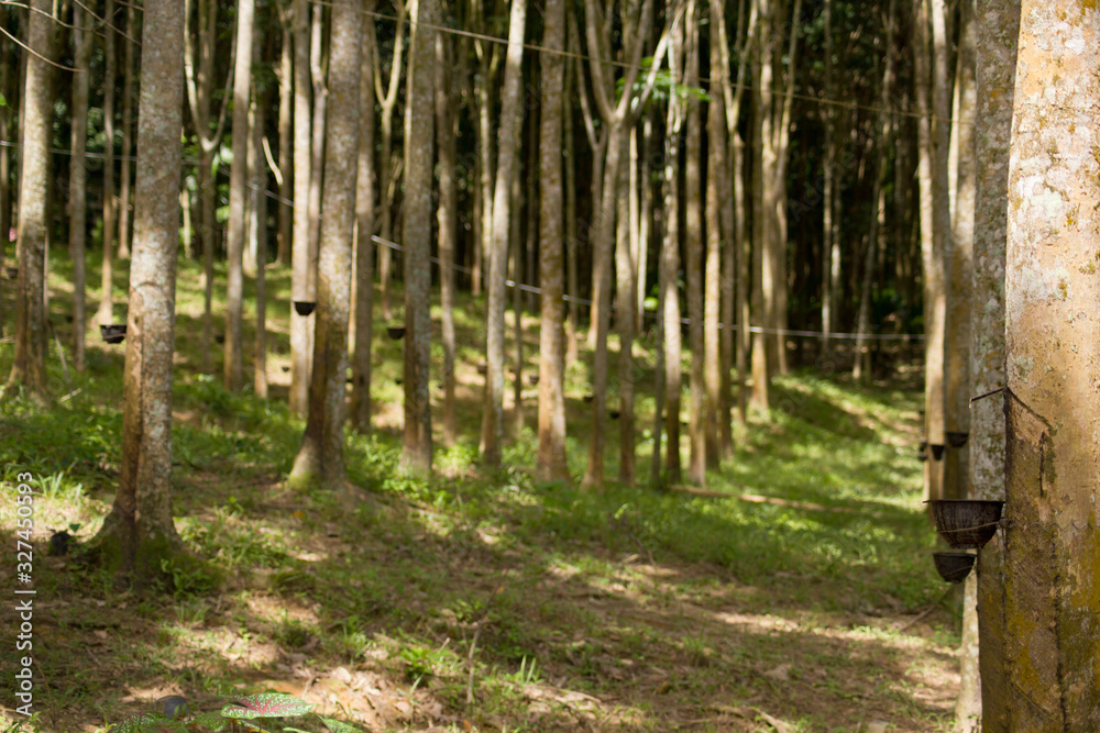 The extraction of Hevea juice from a rubber tree. Latex bowls attached