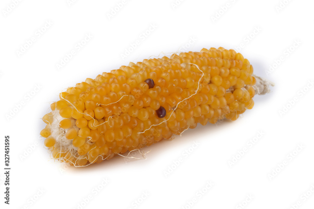 Yellow corn isolated on white. Ancient variety Yellow corn isolated on white. Ancient variety