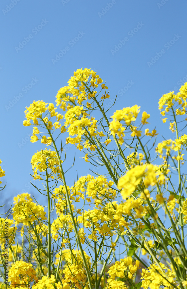 青空と菜の花 青空と菜の花