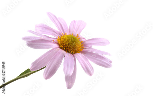 Growing chrysanthemum isolated on white