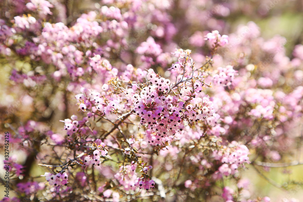 ジャノメエリカの花 ジャノメエリカの花