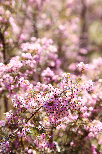 ジャノメエリカの花 © kiyopayo