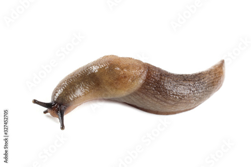 Slug isolated on white