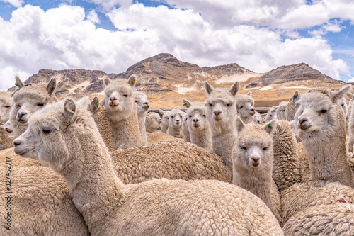 Obraz na płótnie Alpaca in Peru Highlands