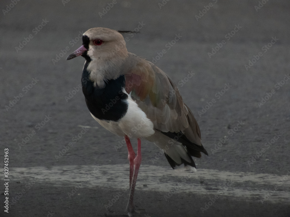 Obraz premium taking advantage of the day to photograph birds of the species Quero-Quero