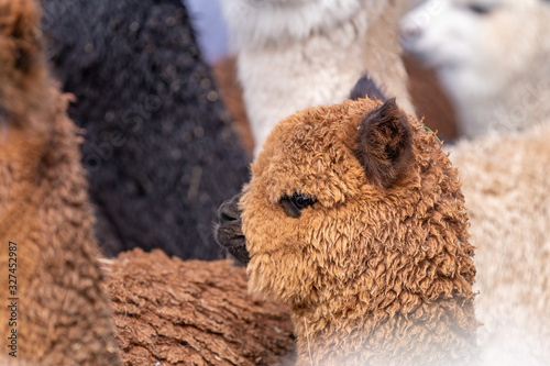 Alpaca in Peru Highlands Andes Mountains photo