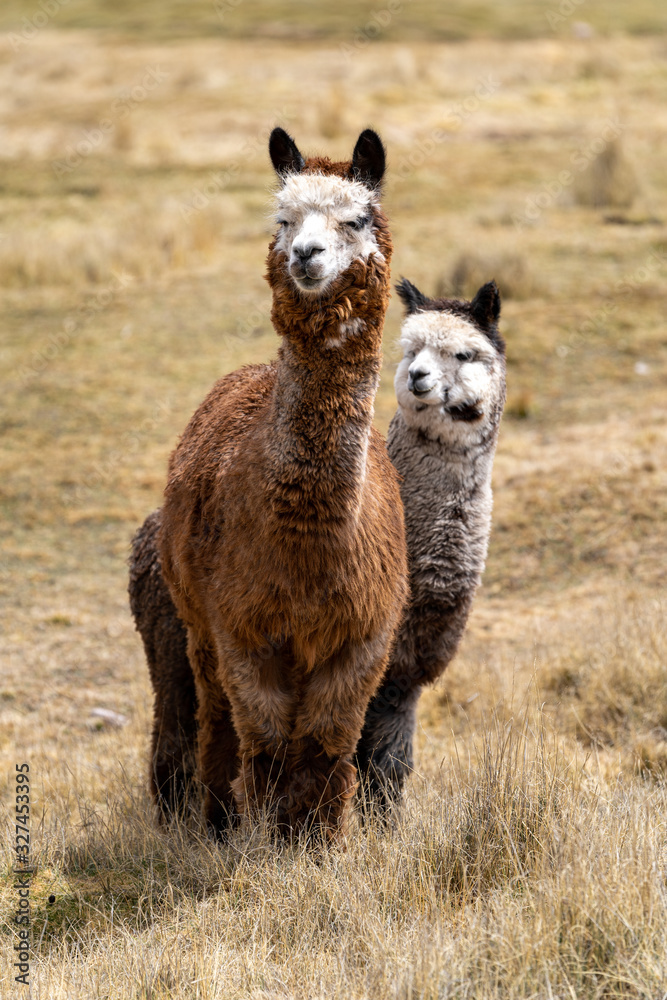 Obraz premium Alpaca in Peru Highlands Andes Mountains