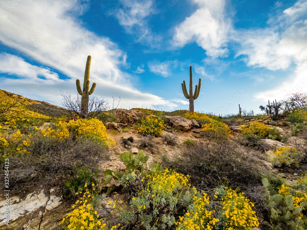 saguaro cactus with blue sky