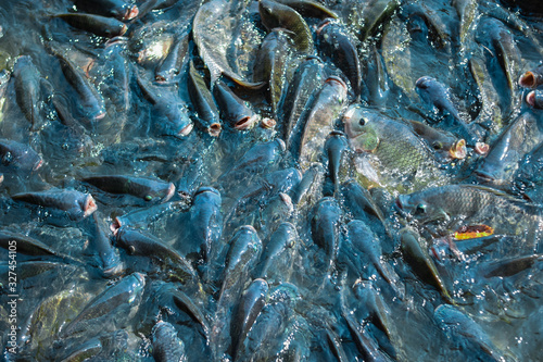 Tilapia, a freshwater fish that is popularly reared in the industry, is floating near the water surface to wait for the pellet feeding.