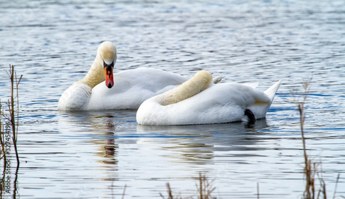  Swans on the lake
