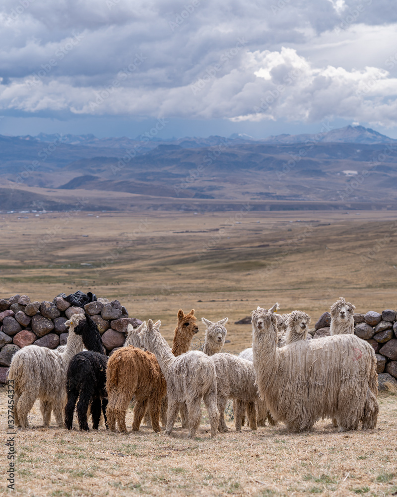 Alpaca in Peru Highlands Andes Mountains
