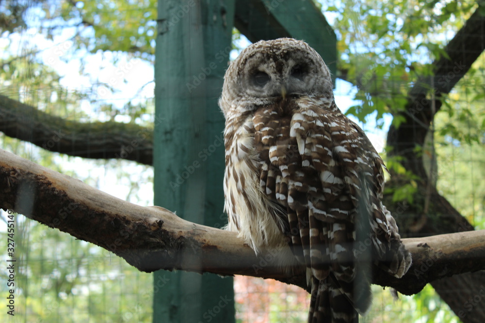 Fototapeta premium Owl on a branch