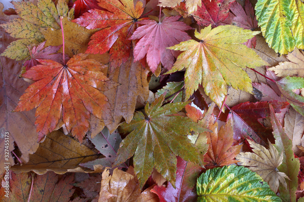 Obraz premium Autumn leaves background