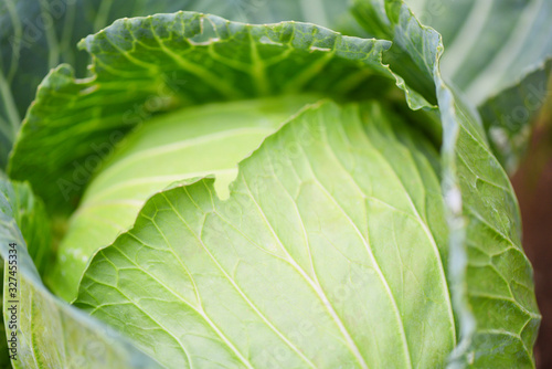 Cabbage in the garden - fresh green cabbage vegetable farm wait harvesting