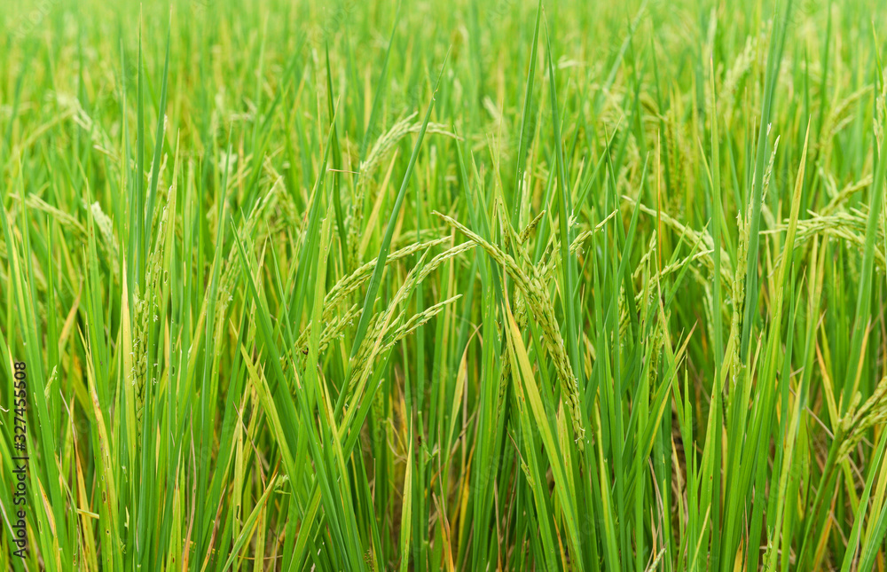 Rice field background green paddy rice on tree in agriculture asia Rice field background green paddy rice on tree in agriculture asia