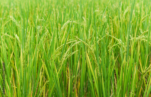 Rice field background green paddy rice on tree in agriculture asia