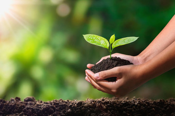 hand holding young plant with sunlight. concept eco earth day
