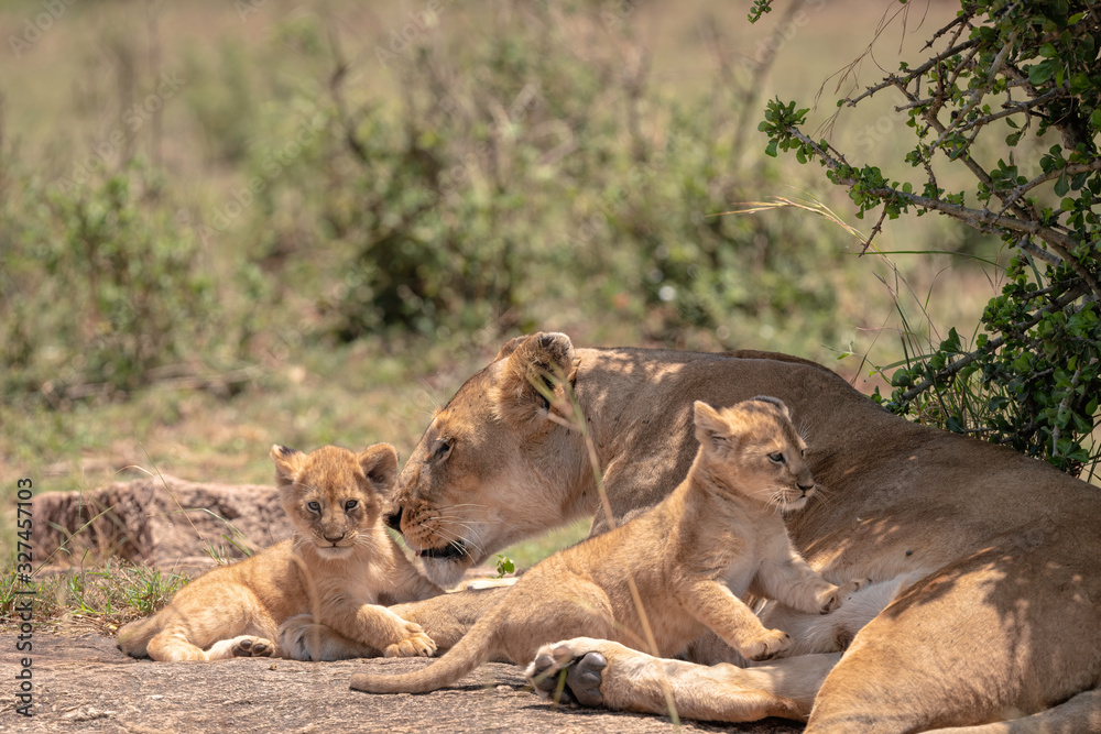 Mother lioness from the Black Rock Pride cares for her young cubs. Image taken in the Masai Mara, Kenya. Mother lioness from the Black Rock Pride cares for her young cubs. Image taken in the Masai Mara, Kenya.