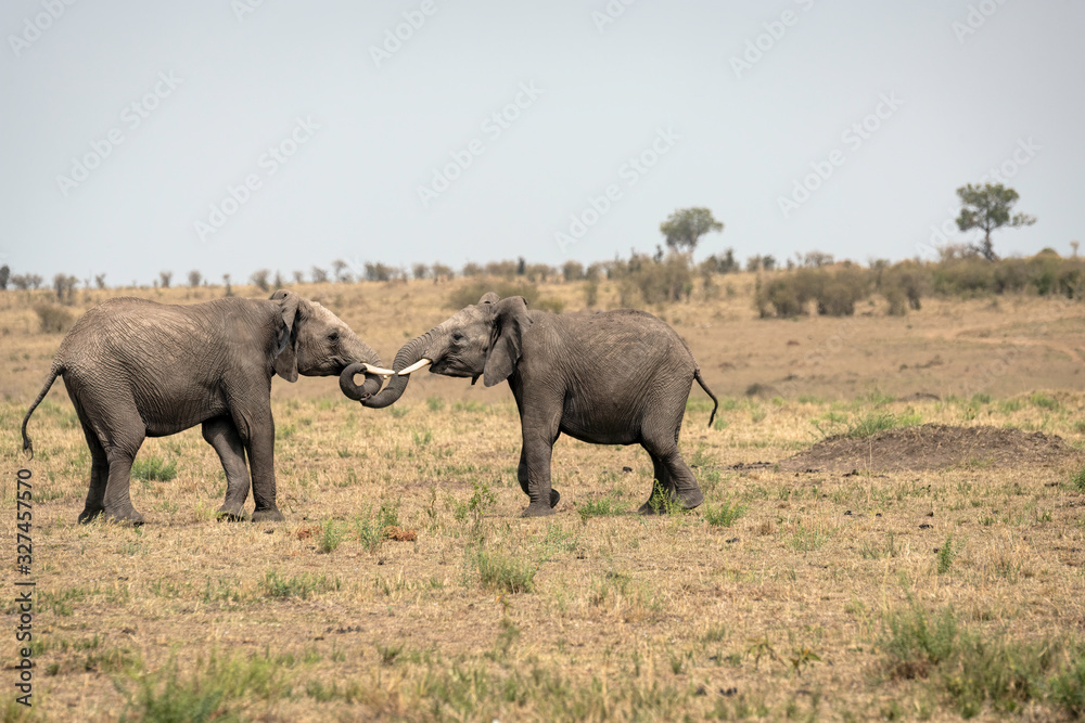 Fototapeta premium Two young male elephants practicing their sparring techniques in a fake fight. Image taken in the Masai Mara, Kenya. 