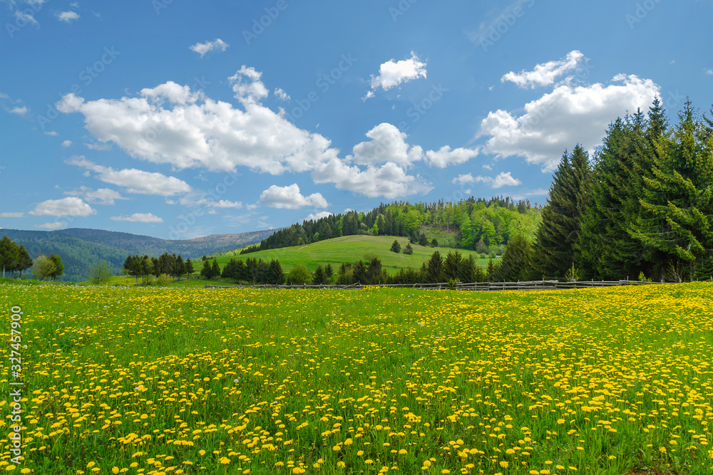 Stunning landscape with amazing view of green grass, yellow flowers and blue sky.