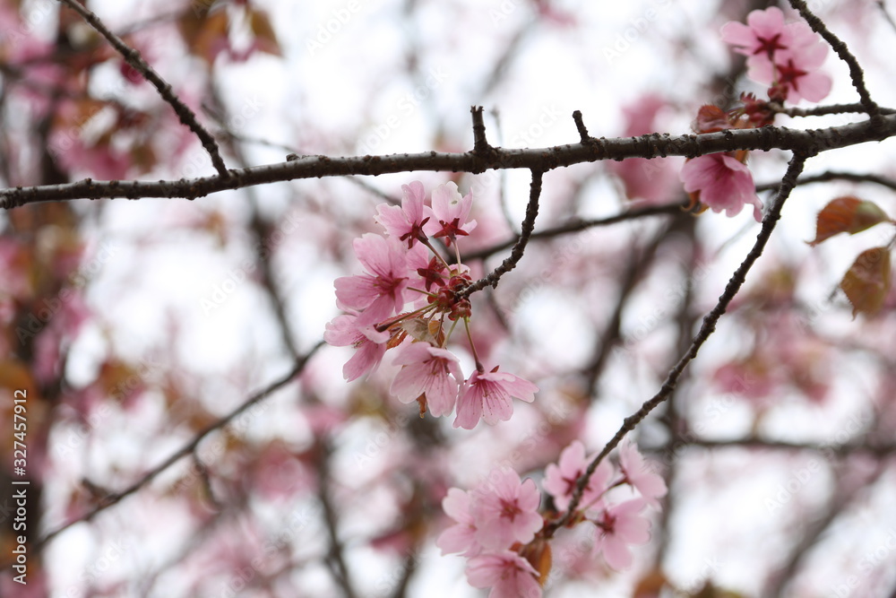 Sakura. Apricot blossom. Sakura. Apricot blossom.