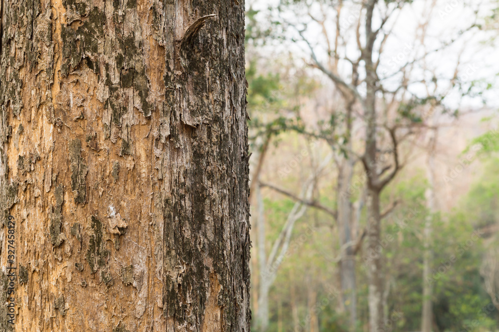 tree in the forest with blurred background