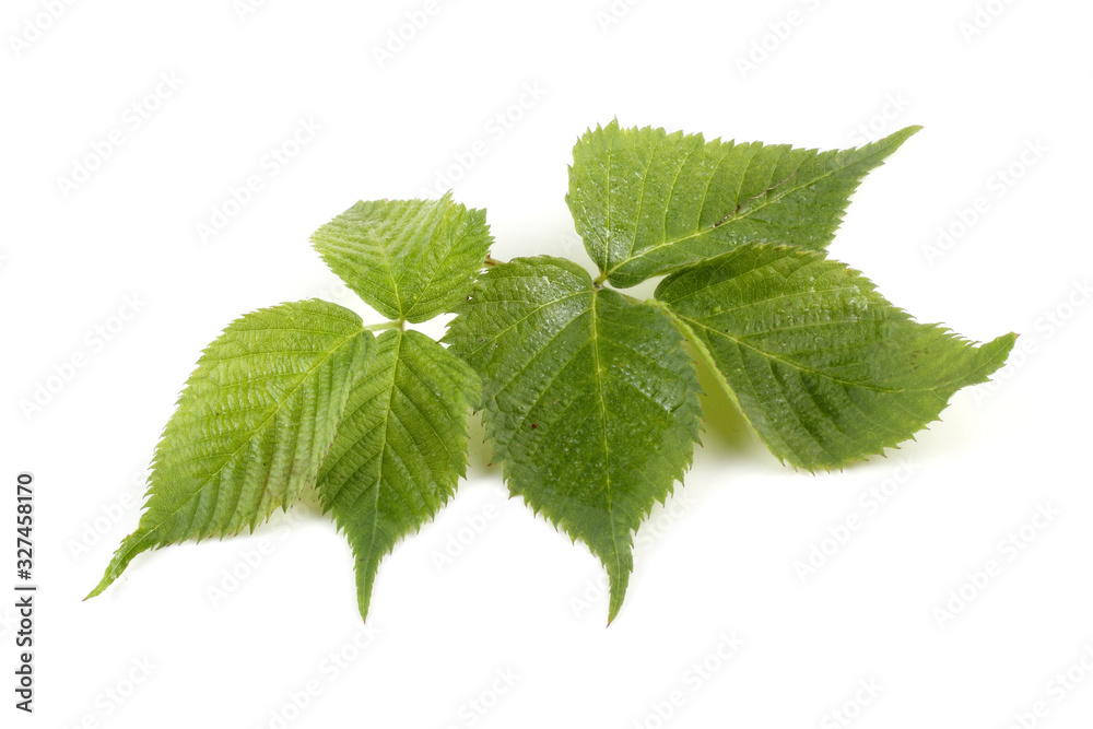 Blackberry leaves Blackberry leaves