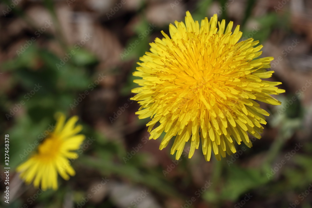 Dandelions Dandelions