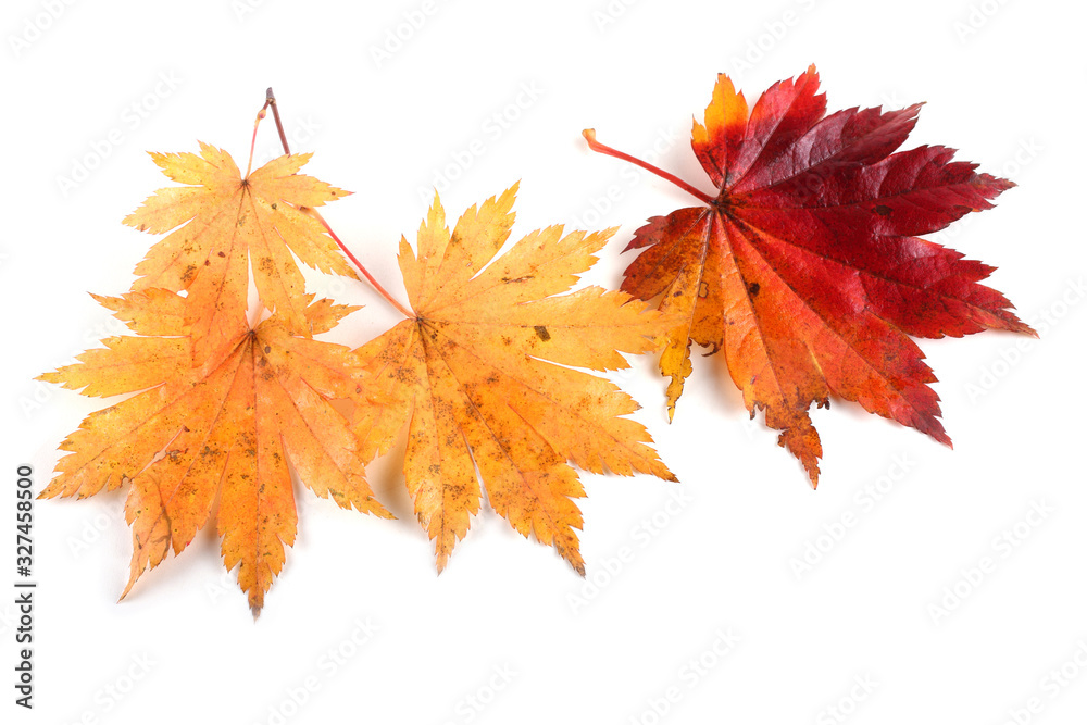 Autumn maple leaves Autumn maple leaves