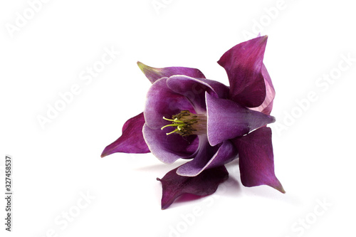 Violet aquilegia flower