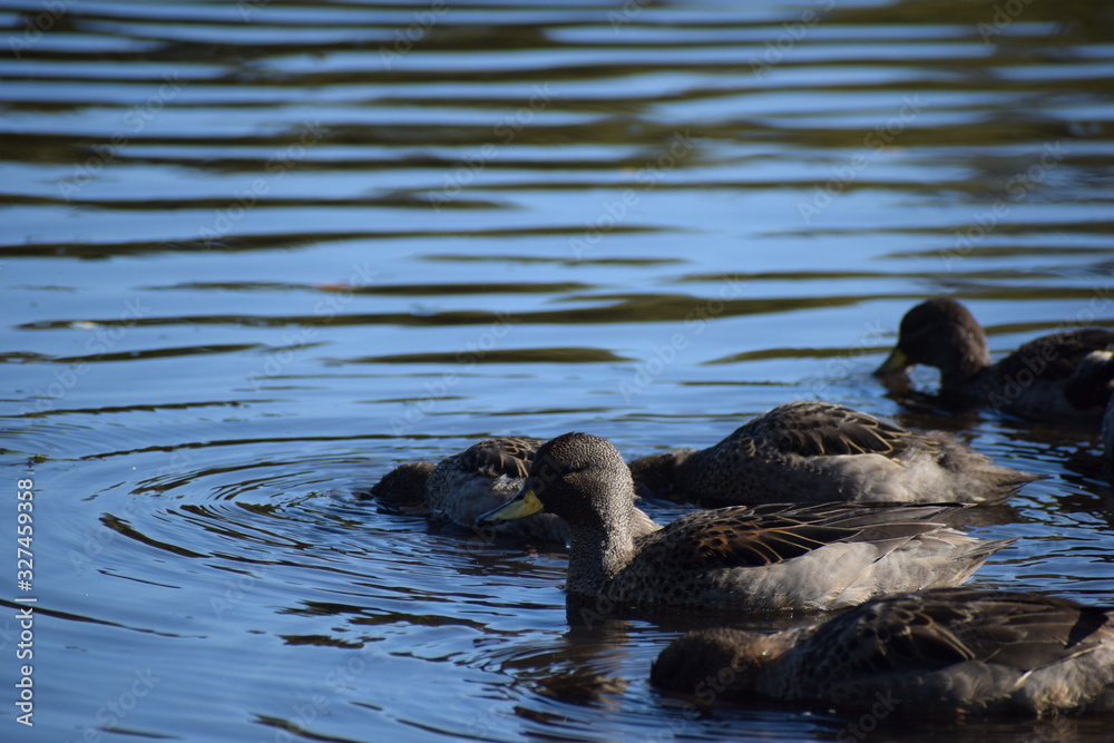 Fototapeta premium Aves silvestre del lago