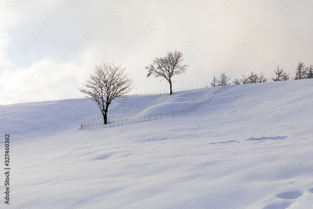 Daegwallyeong Sheep Ranch in Gangwon Province in winter Snowfall Daegwallyeong Sheep Ranch in Gangwon Province in winter Snowfall