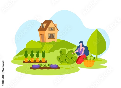 Woman Picking Fresh Vegetables Harvest Basket. Eggplant Carrots and Peas in Vegetable Garden. Grow Organic Vegetables. Vector Illustration. Natural Products. Collect Peas in Basket for Vegetables.