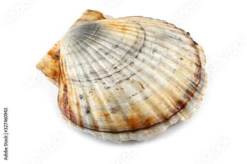 Scallop