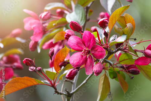 Fresh pink and red flowers of a blossoming apple tree in sunset light