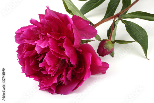 Fototapeta Naklejka Na Ścianę i Meble -  Red peony flower