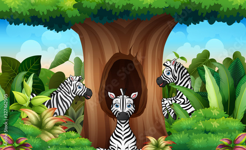 A group of zebra looking a hollow tree