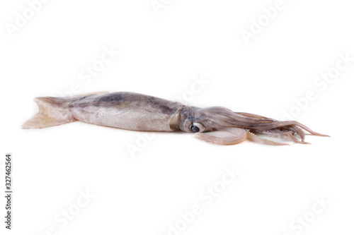Squid isolated on white