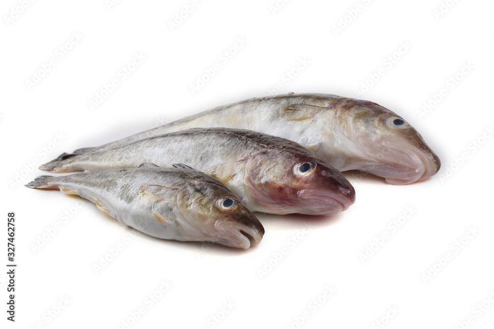 Saffron cod isolated on white Saffron cod isolated on white