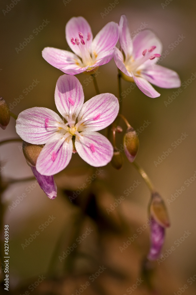 Spring Beauty are among the first of the spring wildflowers to make their appearance in the deciduous woodlands of North America. Spring Beauty are among the first of the spring wildflowers to make their appearance in the deciduous woodlands of North America.