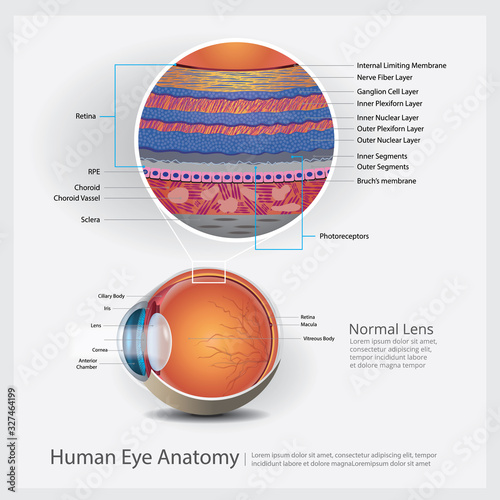 Human Eye Anatomy Vector Illustration