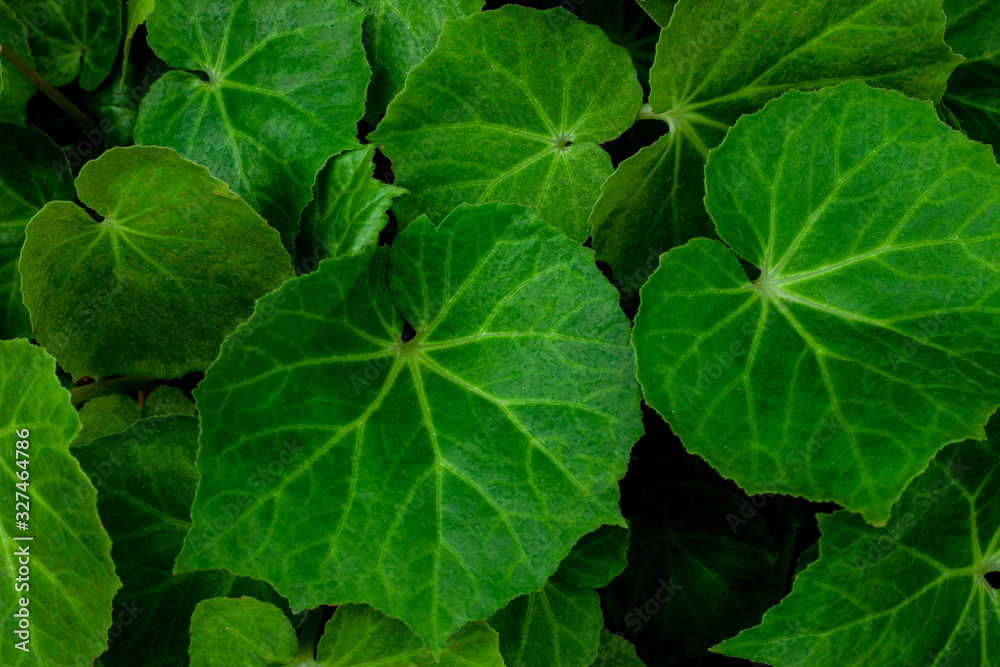 closeup nature view of green leaf texture, dark wallpaper concept, nature background, tropical leaf closeup nature view of green leaf texture, dark wallpaper concept, nature background, tropical leaf
