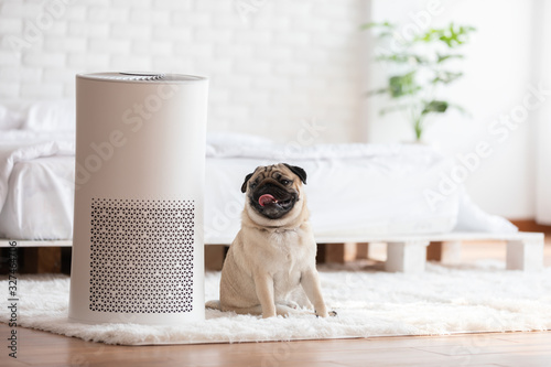 Dog Pug Breed and Air purifier in cozy white bed room for filter and cleaning removing dust PM2.5 HEPA in home,for fresh air and healthy life,Air Pollution Concept