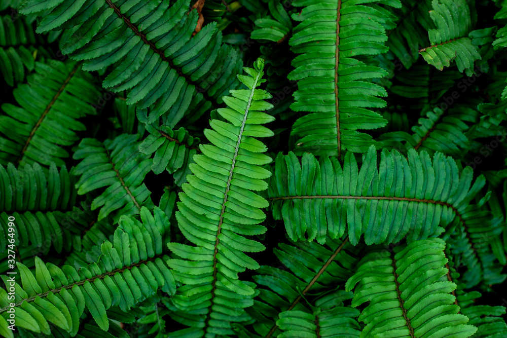 closeup nature view of green leaf texture, dark wallpaper concept, nature background, tropical leaf closeup nature view of green leaf texture, dark wallpaper concept, nature background, tropical leaf