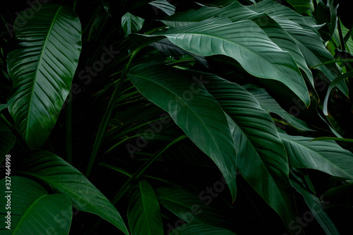 closeup nature view of green leaf texture, dark wallpaper concept, nature background, tropical leaf