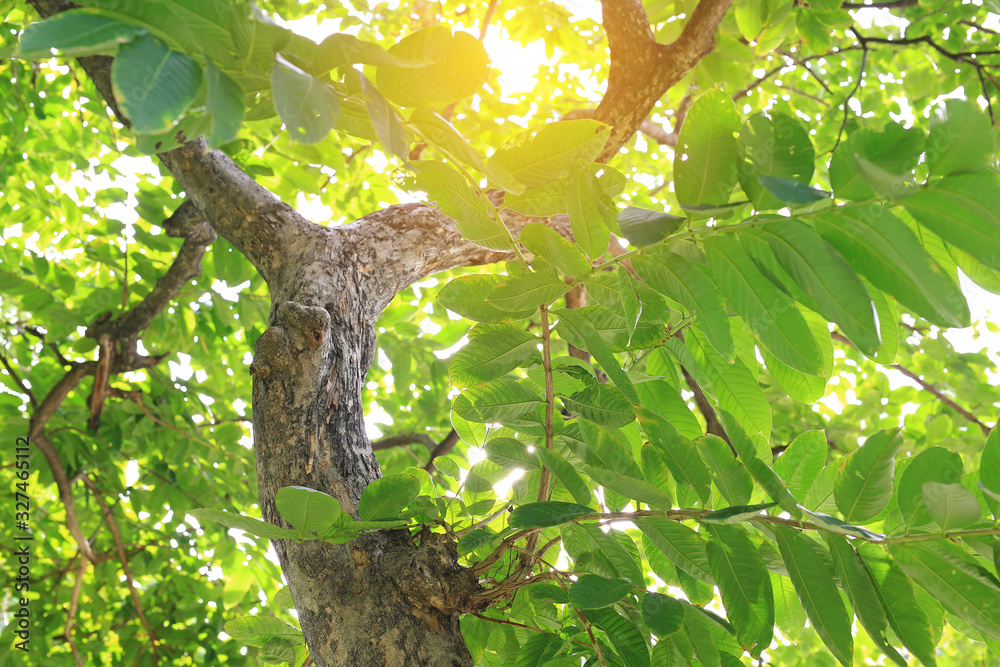 Fototapeta premium Tree branches in the garden with rays of sunlight.