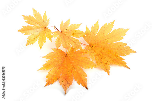 Yellow autumn maple leaves