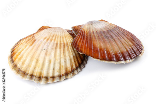 Two scallops